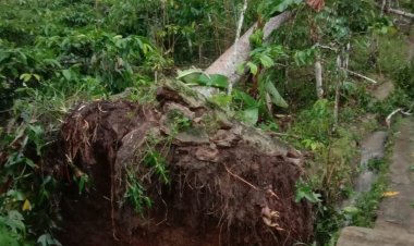 Akibat Cuaca Ekstrim Pohon Tumbang Menimpa Rumah Warga
