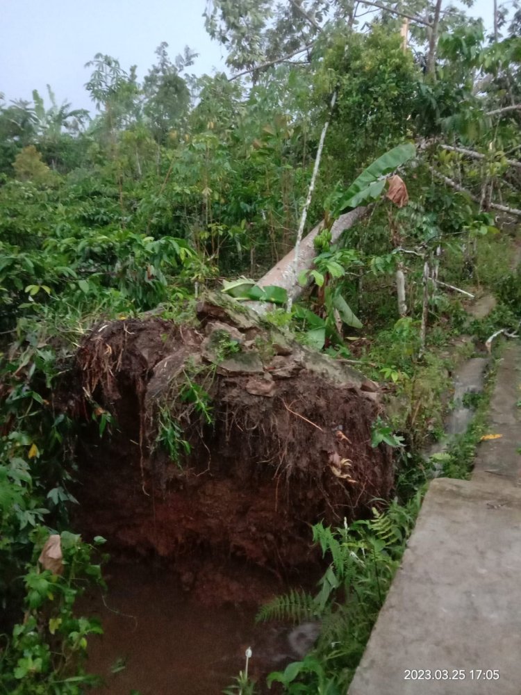 Akibat Cuaca Ekstrim Pohon Tumbang Menimpa Rumah Warga