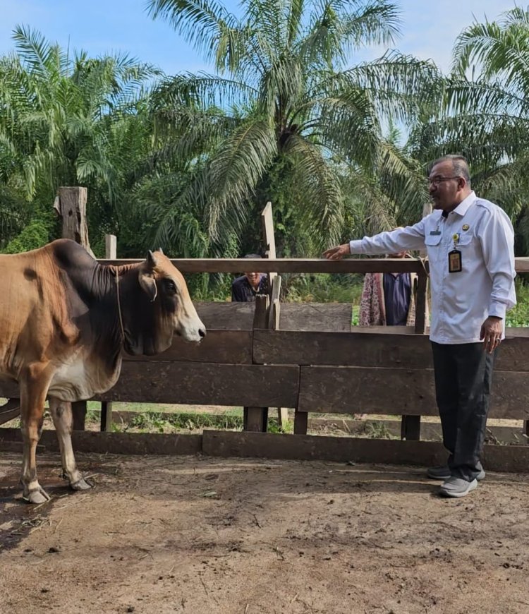 DLH Rohil Akan Sembelih Hewan Qurban Dalam Rangka Hari Raya Idul Adha 1444 H