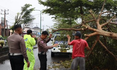 Gerak Cepat, Sat Lantas Polres Lampung Barat  Evakuasi Pohon Tumbang