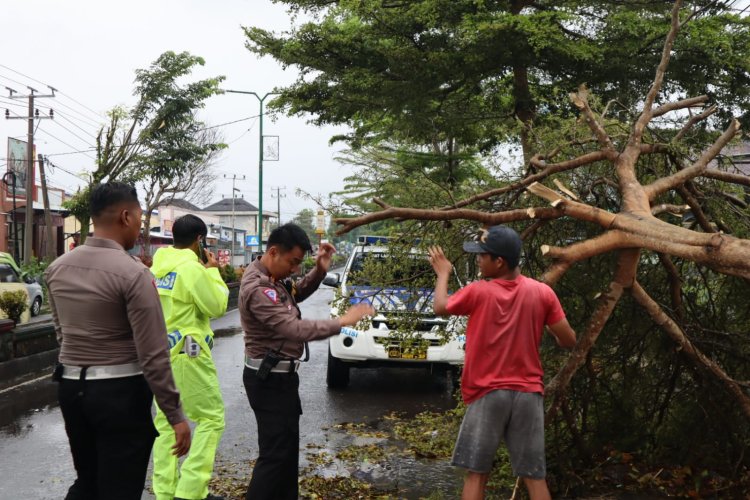Gerak Cepat, Sat Lantas Polres Lampung Barat  Evakuasi Pohon Tumbang