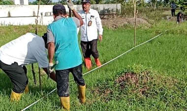 Budidaya Tanaman Fagraea Auriculata, DLH Rohil: di Atas Lahan Seluas 2 Hektar