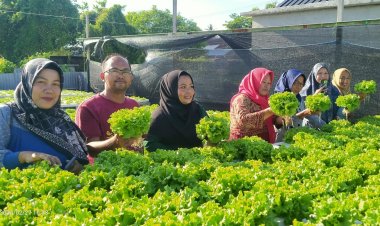 TP PKK Labuhan Tangga Besar, Kunjungi Budidaya Tanaman Sayur Secara Hidroponik
