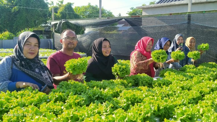 TP PKK Labuhan Tangga Besar, Kunjungi Budidaya Tanaman Sayur Secara Hidroponik