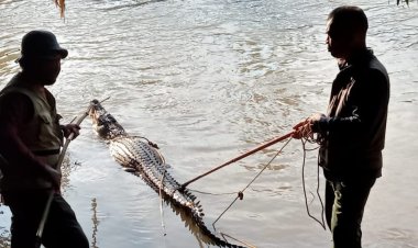 BKSDA dan Tim Gabungan Berhasil Tangkap Buaya Pemangsa Manusia