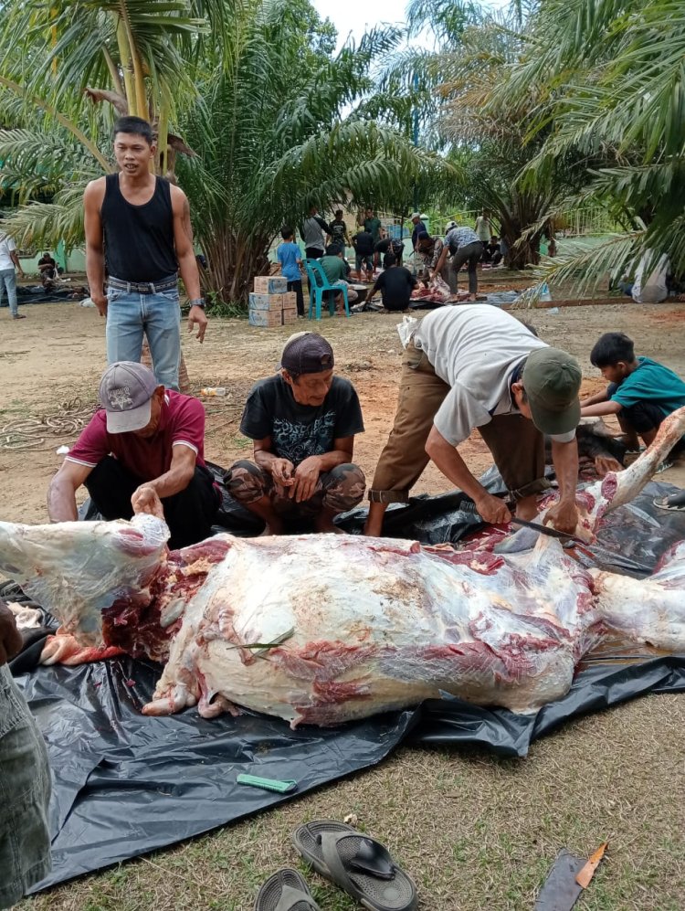Rayakan Idul Adha, Masjid Al-Muamalah Sembelih Kurban 12 Sapi dan 2 Kambing