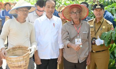 Keren, Pj Bupati Nukman Panen Raya Kopi Robusta Bersama Presiden Joko Widodo