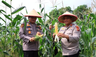Kapolres Rohil Bersama KadisPertanian dan PJU, Panen Jagung Kick of Penanaman