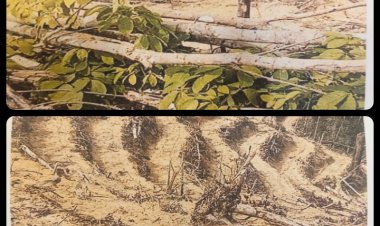 Apresiasi Penyidik Polres Kuansing Tangani Kasus Sonter, LSM Gakorpan Harap Pelaku Segera Ditangkap