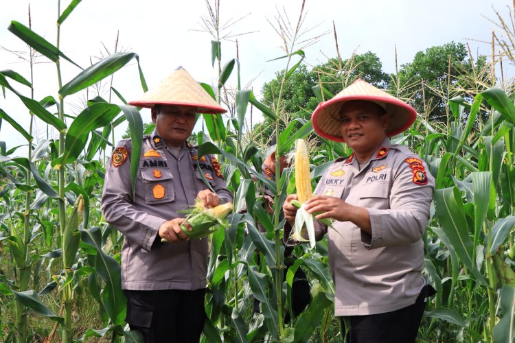 Kapolres Rohil Bersama KadisPertanian dan PJU, Panen Jagung Kick of Penanaman