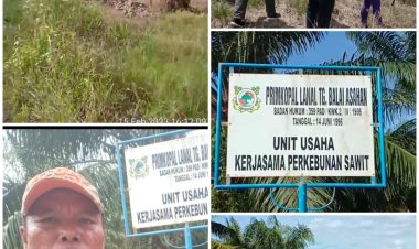 Dugaan Perambahan Hutan Landung dI Labura Akan Dilaporkan ke Satgas PKH. Ada Oknum Bermain?