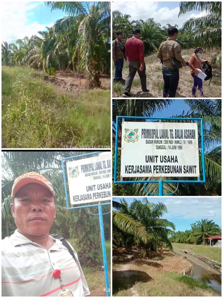 Dugaan Perambahan Hutan Landung dI Labura Akan Dilaporkan ke Satgas PKH. Ada Oknum Bermain?