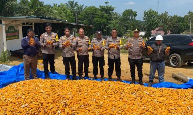 Polsek Bagan Sinembah Panen Jagung Perdana, Dukung Swasembada Pangan 2025
