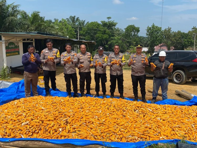 Polsek Bagan Sinembah Panen Jagung Perdana, Dukung Swasembada Pangan 2025