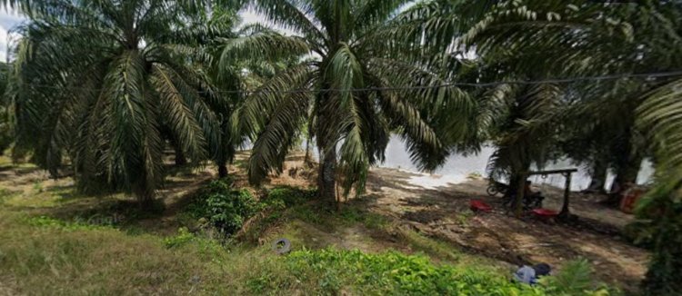 LSM Gakorpan Duga PT Rosna Rambah Hutan dan DAS, Segera Lapor ke APH