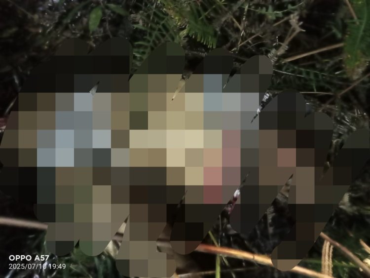 Warga Pemalang Tewas Tragis Diduga Dimangsa Harimau di Perbatasan TNBBS Lampung Barat