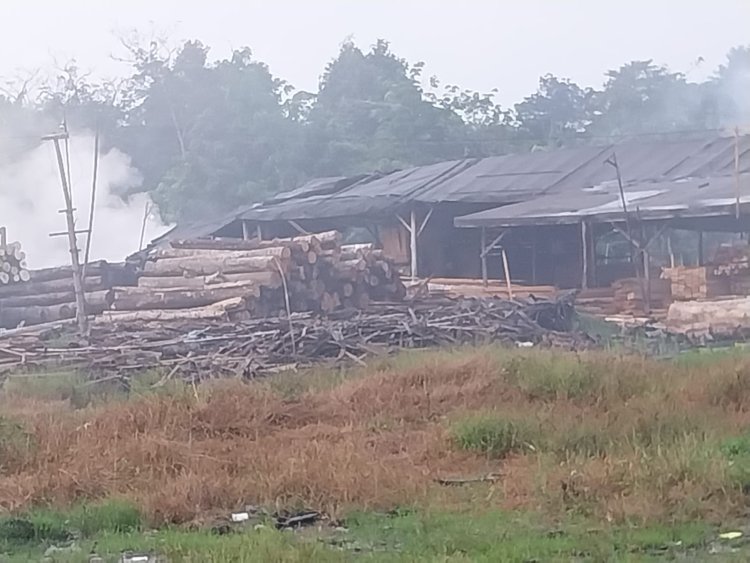 Grib Jaya Soroti Penebangan Liar yang Mengkhawatirkan Masyarakat Akibat Praktek Ilegal