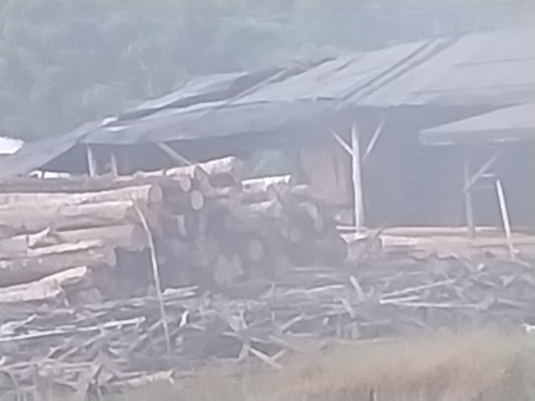 Dugaan Ilegal Logging di Desa Talang Serdang Jadi Sorotan