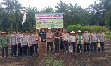 Panen Jagung Pipil di Kampar Kiri Hilir, Wujud Dukungan Swasembada Pangan 2026