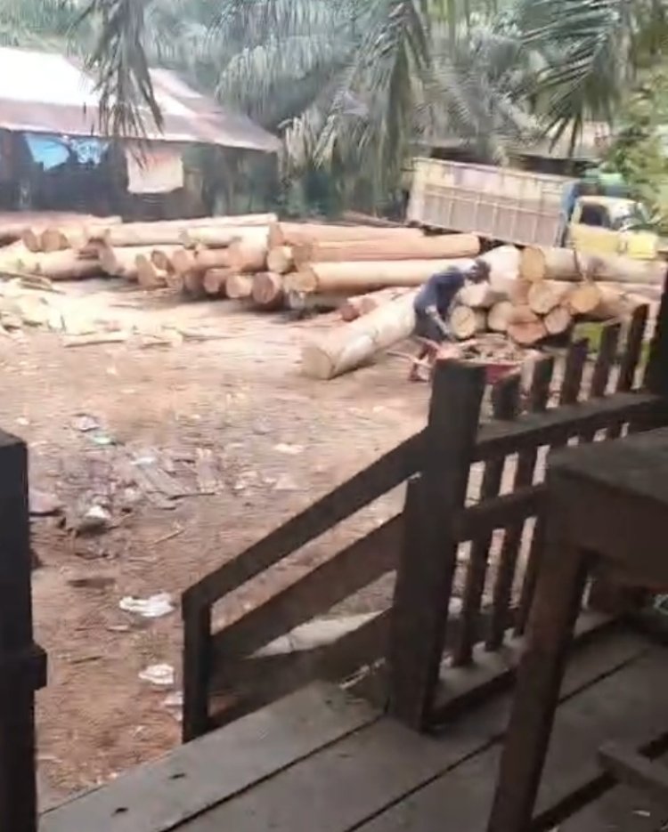 Sowmill Diduga Olah Kayu Ilegal di Siabu, Aparat Diminta Segera Bertindak