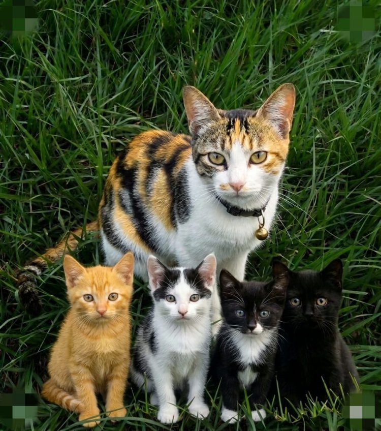 Fenomena Kematian Beruntun Kucing, Warga Kampar Kiri Tengah Pahami Lewat Filosofi ‘Pagar Alam’