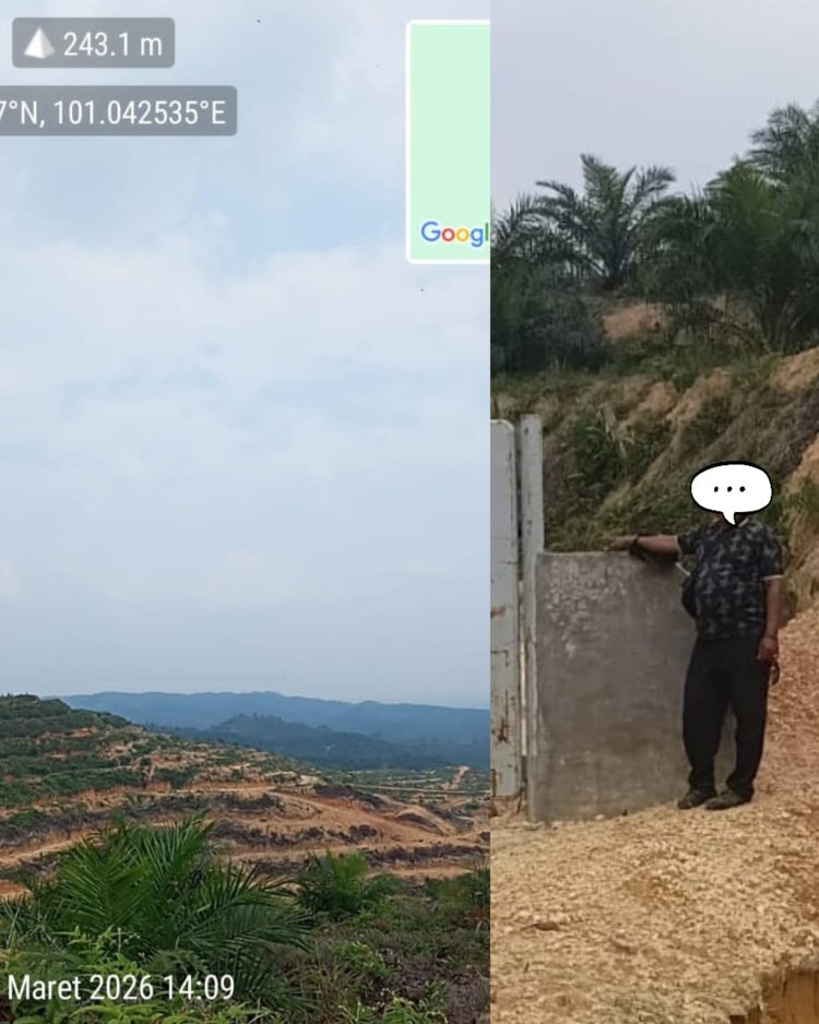Ormas LCI Somasi Dugaan Penguasaan Lahan Ilegal 600 Hektare Kebun Sawit di Kawasan Hutan Negara Kampar Kiri