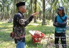 Somasi Diabaikan, LSM Penjara Indonesia Bawa Kasus Dugaan Pelanggaran Kebun Awi di Siak ke Jalur Tripartit