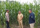Memasuki Masa Pembuahan, Bhabinkamtibmas Seminai dan Dinas Pertanian Monitor Jagung Pipil di Lahan Polsek Kerinci Kanan