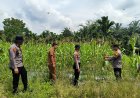 Kapolsek Kerinci Kanan Turun Langsung Cek Kebun Jagung Pipil di Kampung Buatan Baru, Dukung Cita-Cita Indonesia Jadi Lumbung Pangan