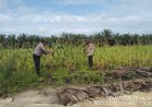 Dukung Swasembada Pangan 2026, Polsek Siak Hulu Cek Perkembangan Lahan Jagung Pipil di Desa Baru