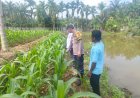 Dukung Ketahanan Pangan, Bhabinkamtibmas dan Penghulu Cek Lahan Jagung Pipil di Gabung Makmur