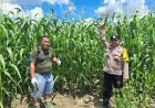 Optimalkan Hasil Panen, Bhabinkamtibmas Polsek Kerinci Kanan Dampingi Penyemprotan Pupuk Lahan Jagung