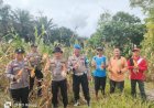 Dukung Ketahanan Pangan, Tiga Desa Binaan Polsek Kampar Kiri Hilir Hasilkan 3 Ton Jagung Pipil