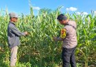 Bukan Sekadar Jaga Kamtibmas, Bhabinkamtibmas Polsek Bagan Sinembah Turun Langsung ke Lahan Jagung Dukung Asta Cita