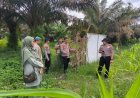 Kapolsek Kerinci Kanan Turun Langsung Monitor Jagung Pipil di Kerinci Kiri, Wujudkan Polri Cinta Petani