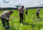 Kapolsek Kerinci Kanan Turun Langsung Monitoring Lahan Ketahanan Pangan Jagung Pipil di Bukit Agung