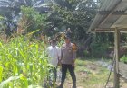 Bhabinkamtibmas Kampung Buatan Baru Monitoring Lahan Jagung Pipil Dukung Swasembada Pangan 2026