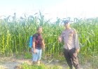 Bhabinkamtibmas Kampung Jati Mulya Awasi Penyemprotan Insektisida Jagung Pipil Dukung Ketahanan Pangan Nasional