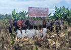 Polsek Siak Hulu Bersama Ponpes MIR Sukses Panen 1,3 Ton Jagung Pipil Dukung Ketahanan Pangan Nasional