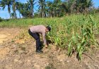 Polsek Bagan Sinembah Awasi Jagung Pipil Demi Suksesnya Program Strategis Ketapang