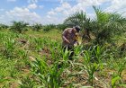 Jagung Pipil Tumbuh Subur, Polsek Bagan Sinembah: Ini Komitmen Polri untuk Pangan
