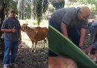 Rayakan Idul Adha 1447 H, Ketua Bidang Sosial Ormas LCI Riau Sembelih Sendiri Hewan Kurban untuk Warga