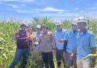 Polsek Kerinci Kanan Monitoring Kebun Jagung di Lahan PT MSSP, Temukan Hama Lalat Buah Menyerang Tanaman