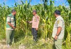 Bhabinkamtibmas Polsek Kerinci Kanan Bersama PPL Cek Kebun Jagung Samping Mako, Tanaman Mulai Berbuah