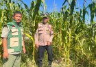 Kawal Ketahanan Pangan di Buatan Baru, Brigadir Malik F Affandy Turun Langsung Cek Kebun Jagung Warga