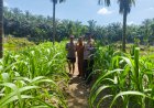 Kawal Ketahanan Pangan di Gabung Makmur, Brigadir Cevi Budiawan Cek Kebun Jagung Berusia 46 Hari