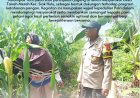 Polisi Cinta Petani, Bhabinkamtibmas Desa Tanah Merah Tinjau Lahan Jagung Warga