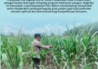 Bhabinkamtibmas Desa Pandau Jaya Aktif Dampingi Petani, Cek Kondisi Jagung Pipil