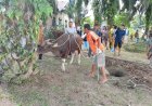 Bukan Sembarang Kurban, Hewan Kurban di Bagan Cempedak Salah Satu Sumbangan dari Kapolda Riau
