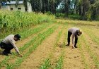 Bukan Sekadar Jaga Kamtibmas, Polsek Bagan Sinembah Pantau Langsung Tanaman Jagung Pipil